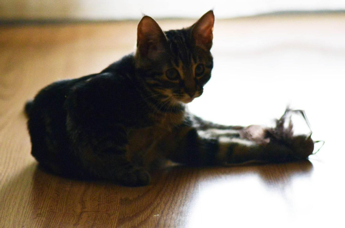 Cat Teaser Toy - Wool Ball with Feathers - Home Soul