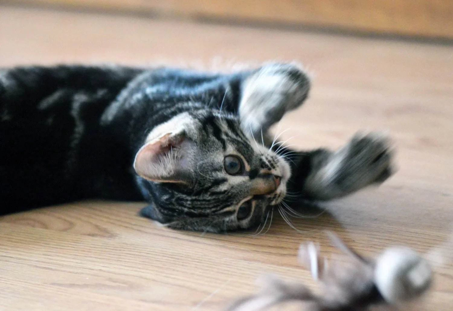 Cat Teaser Toy - Wool Ball with Feathers - Home Soul